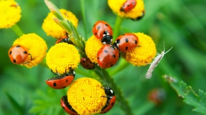The Beneficial Insects in Your Home Yard and How They Work