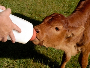 How to Care for a Newborn Calf 